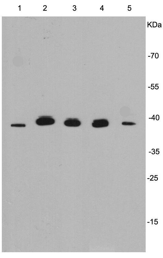 ERK1 Antibody