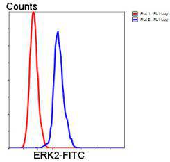 ERK2 Antibody