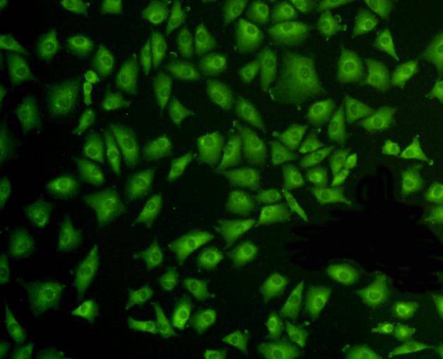 ERK2 Antibody