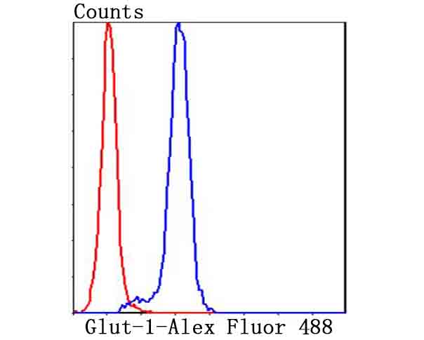 Glut-1 Antibody