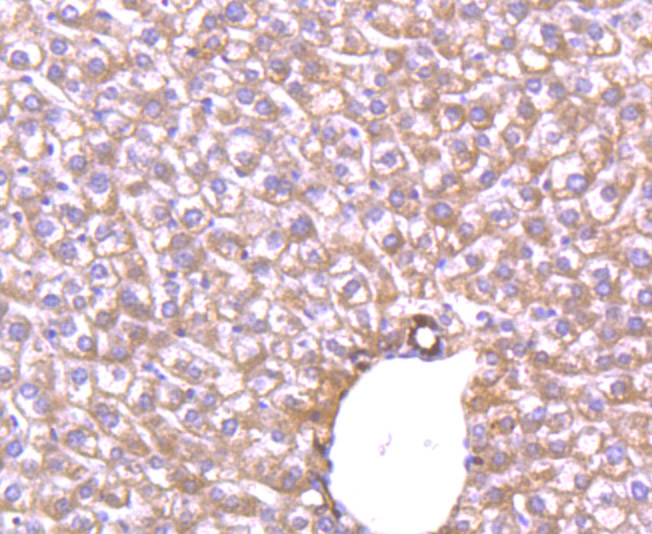 Glut-1 Antibody