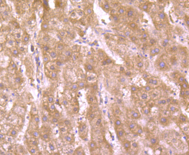 Glut-1 Antibody