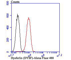 Dysferlin (DYSF) Antibody