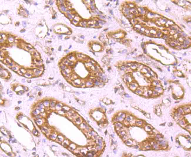 CD71 Antibody