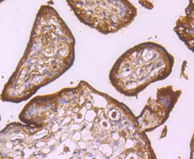 CD71 Antibody
