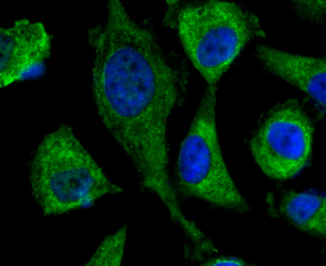 DOCK4 Antibody