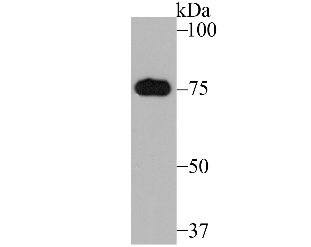 Mitofusin 2 Antibody