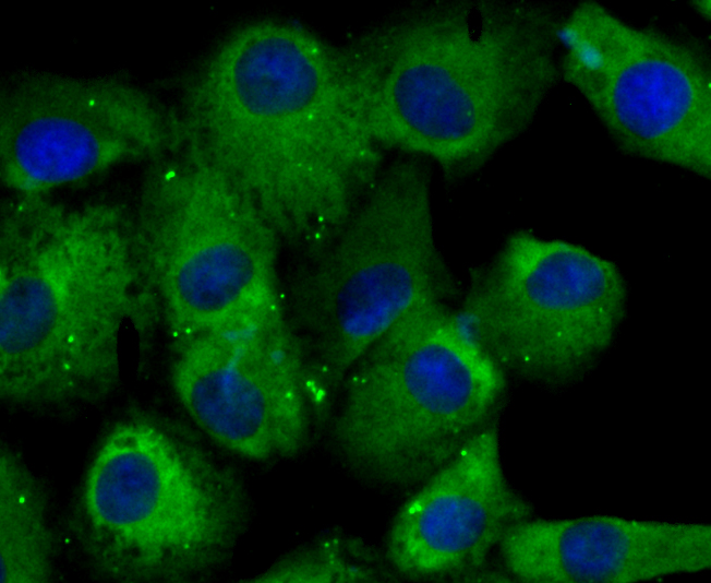 CRMP2 Antibody