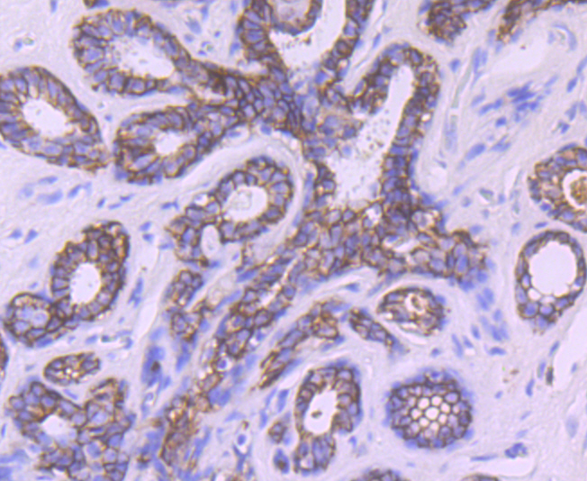 TROP2 Antibody