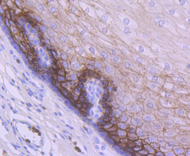 TROP2 Antibody