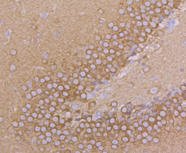 Dynamin 1 Antibody