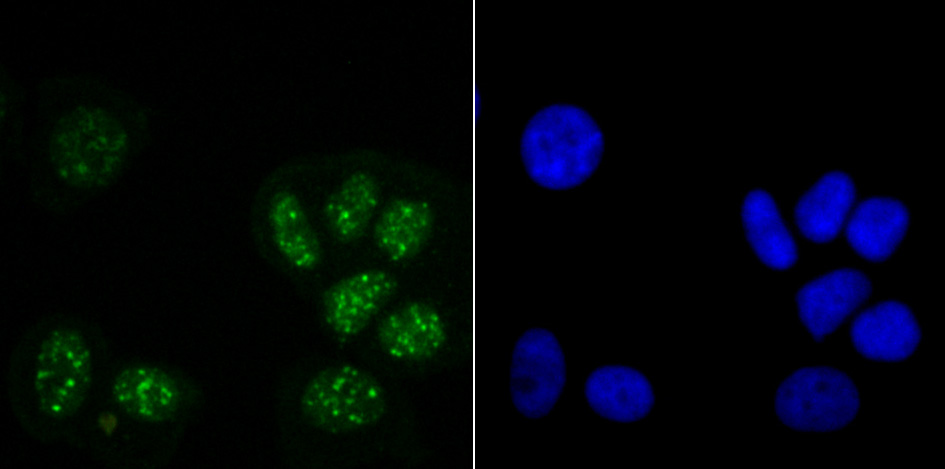 Histone H3.1 Antibody