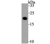 Histone H3.1 Antibody