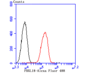 FBXL18 Antibody
