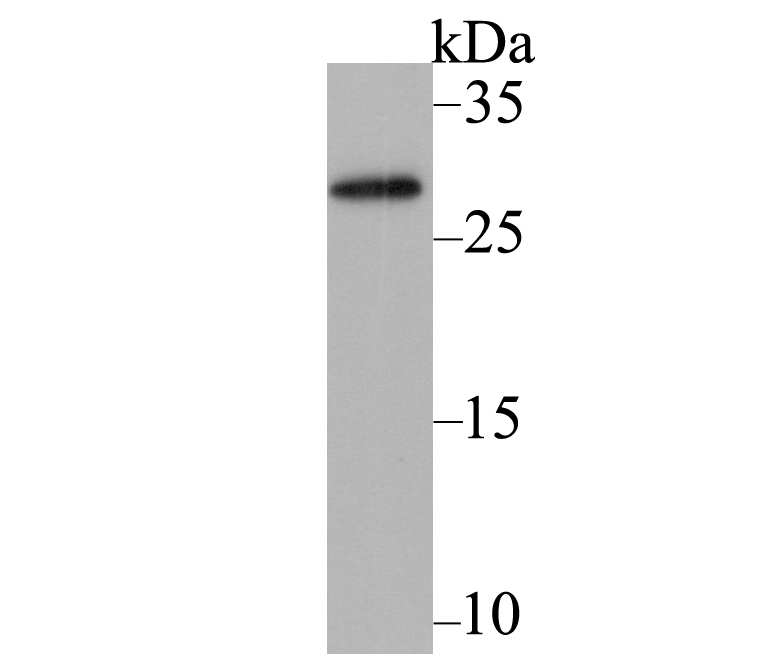 mAID-tag Antibody
