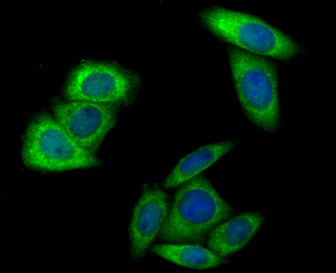 HKDC1 Antibody
