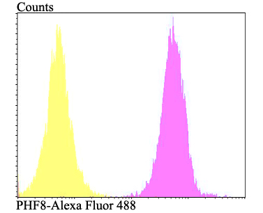 PHF8 Antibody