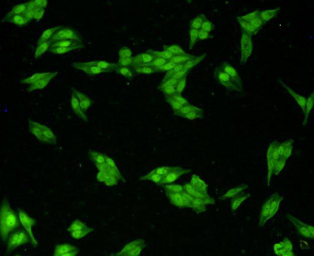 VCP Antibody