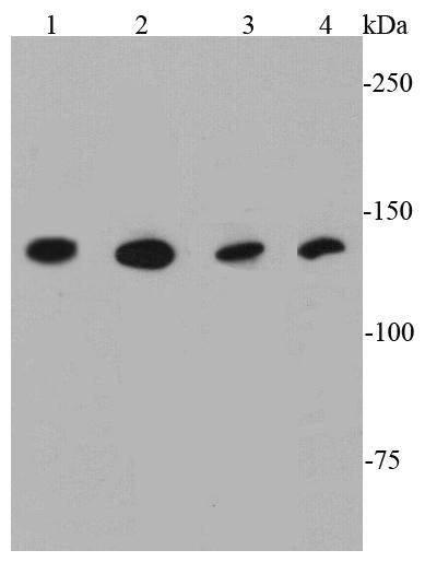 TLR7 Antibody