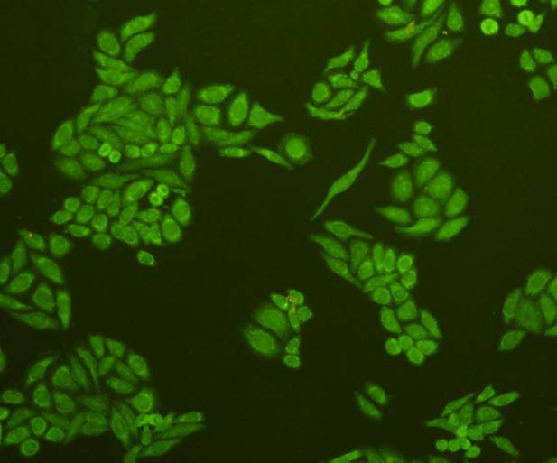 Caspase-3 Antibody