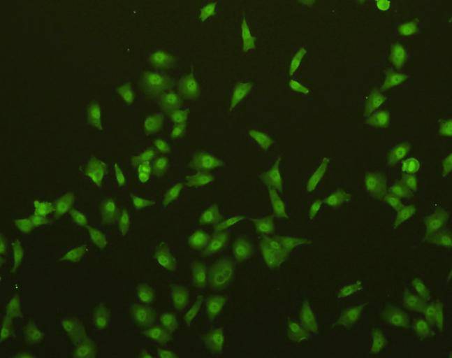 Caspase-3 Antibody