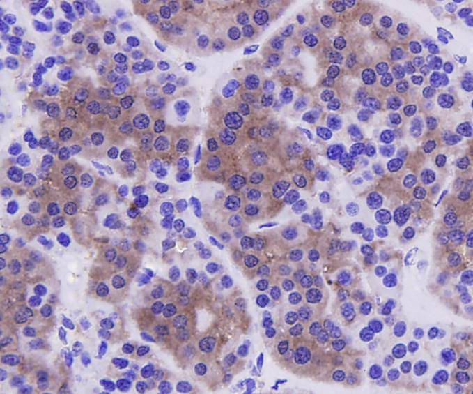 Caspase-3 Antibody