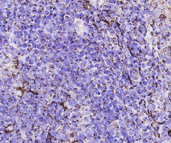 Caspase-3 Antibody