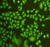 CD133 Antibody