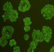 CD133 Antibody