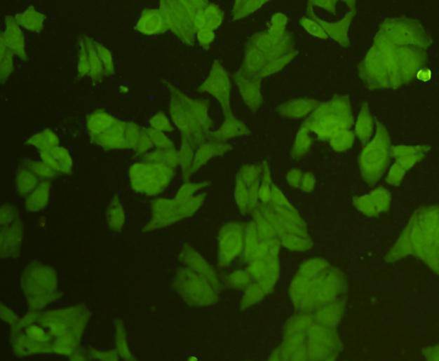 CD133 Antibody