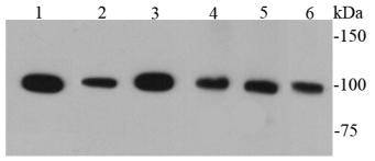 CD133 Antibody