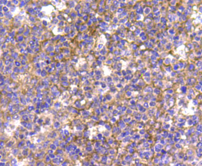 CDk1 Antibody