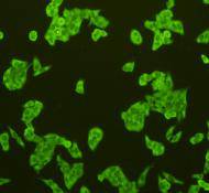 CD31 Antibody