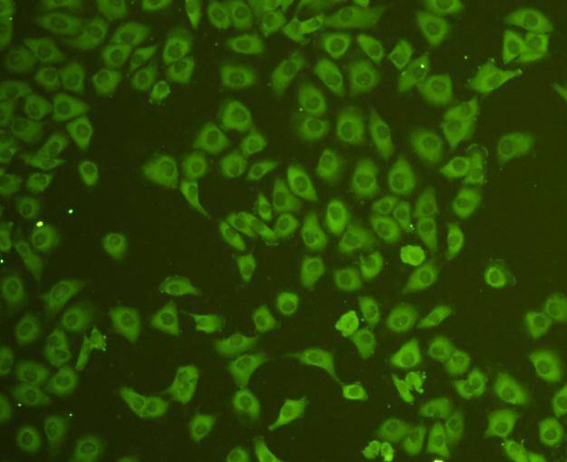 CD31 Antibody