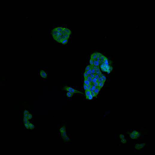 CD31 Antibody