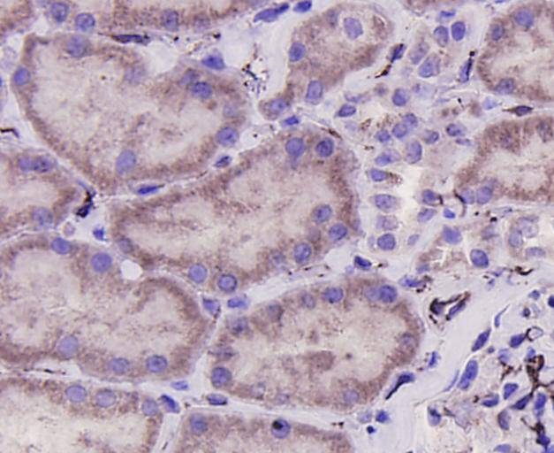CD31 Antibody