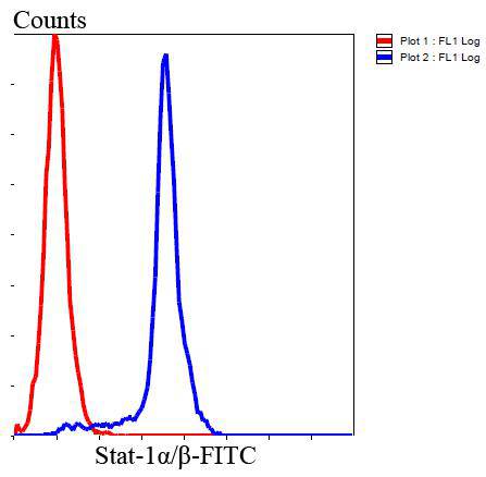 Stat-1 alpha/beta Antibody