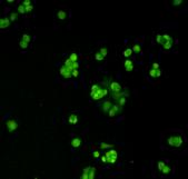 MGMT Antibody