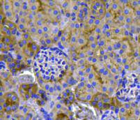 Ras Antibody