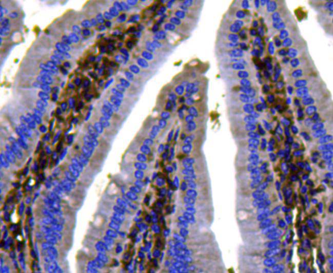 Ras Antibody