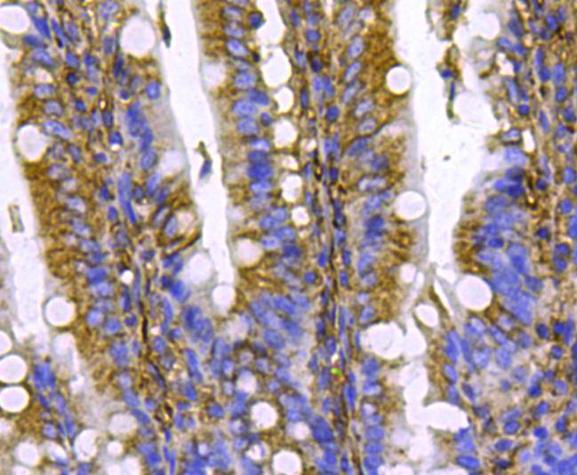 Ras Antibody
