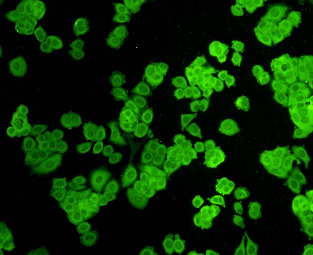 ZO1 Antibody
