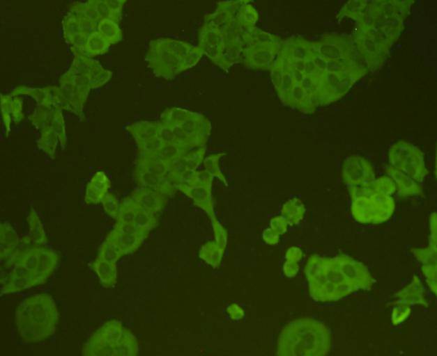 CD3 epsilon Antibody