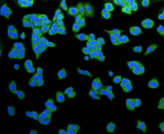 LRP1 Rabbit mAb