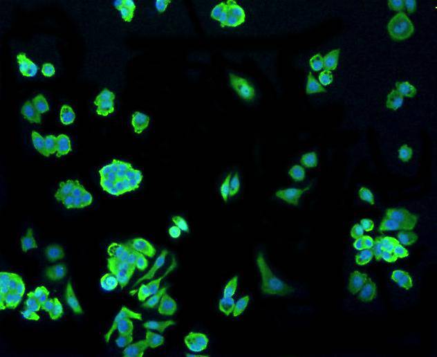 Hsp70 Rabbit mAb