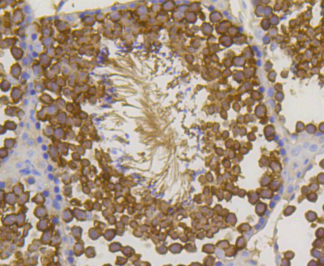 Hsp70 Rabbit mAb