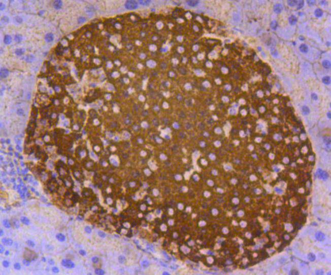 Insulin Rabbit mAb