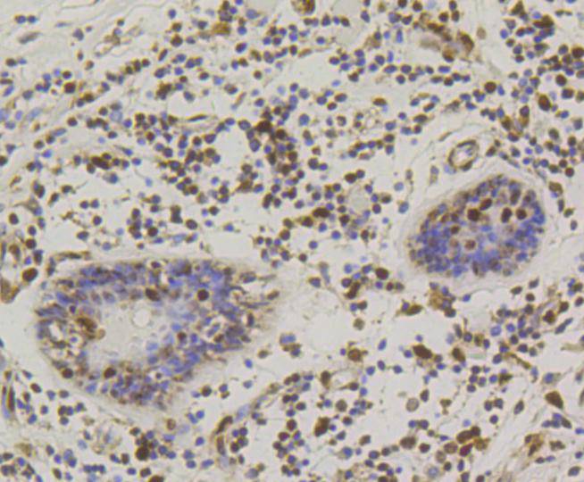 CREB Rabbit mAb