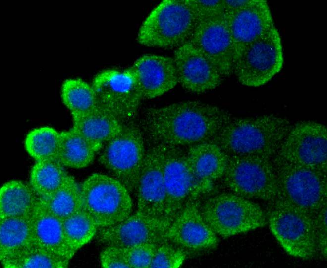 CD9 Rabbit mAb