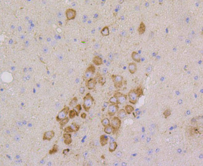 CD9 Rabbit mAb